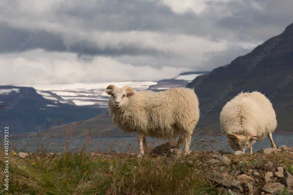 Obraz premium Icelandic sheep. Western Fjords.Iceland
