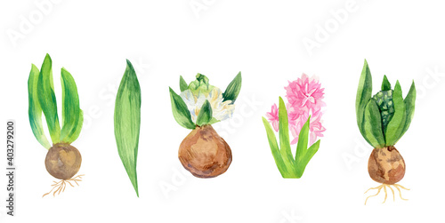 Watercolor set of hyacinths in pink and white.Collection of botanical illustrations of bulbous plants.Spring flowers on white isolated background hand painted.Designs for cards,social media,weddings.