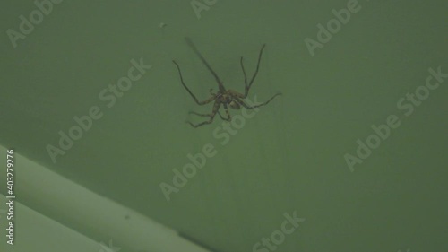 Big spider walks on the walls on Pitcairn Island photo