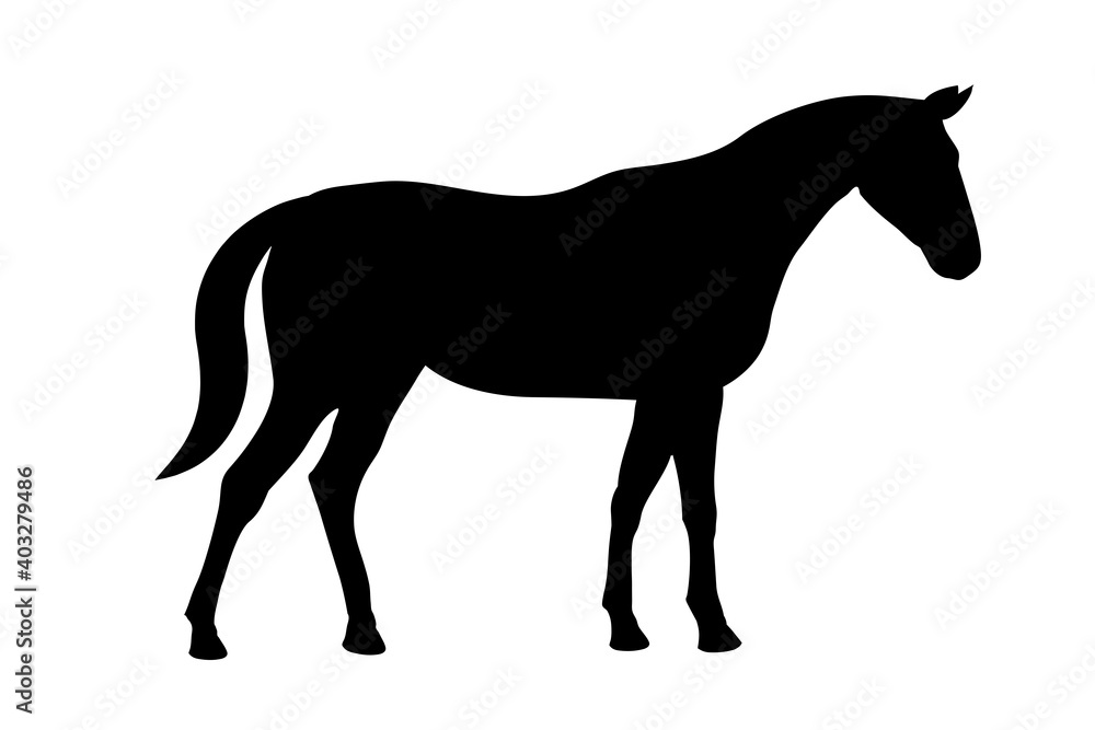 Domestic horse black silhouette. Vector illustration isolated on white.
