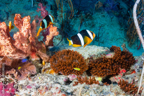 Beautiful family of banded Clownfish in a red anemone on a tropical coral reef