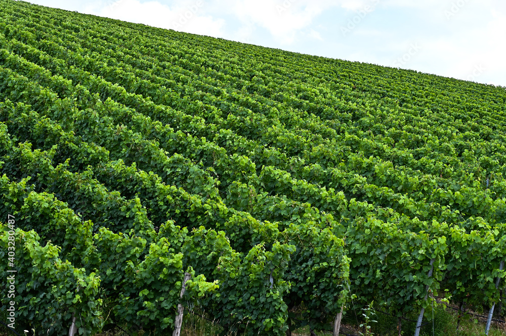 Side view of a beautiful fresh green vineyard on a hill. Side view of a beautiful fresh green vineyard on a hill.