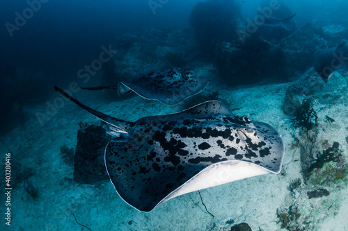 Huge Marble Rays deep underwater on a tropical coral reef in the Andaman