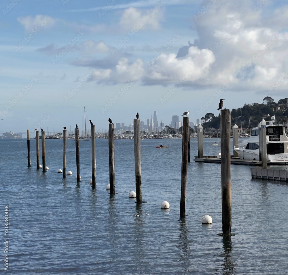 Seagulls by the Bay