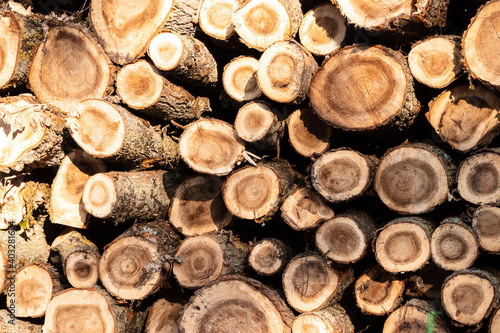 Wood texture or wood background, tree stumps.