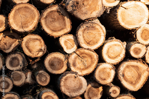 Wood texture or wood background  tree stumps.