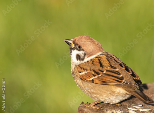 Tree Sparrow © Lrke