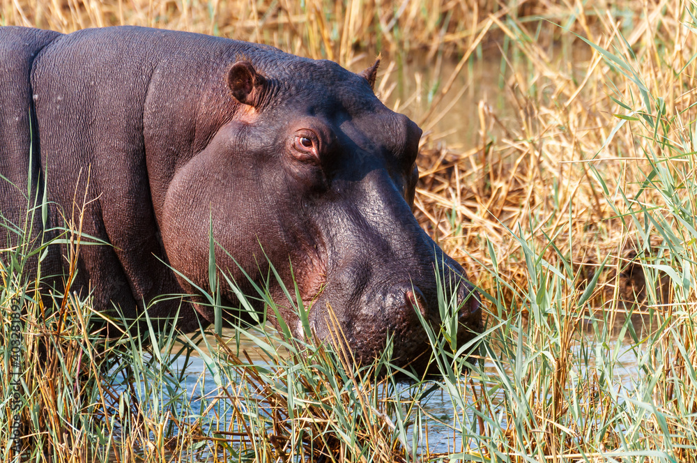 Huge hippo in the water of iSimangaliso Wetland Park World Heritage Site eating grass with his big mouth and sharp canine teeth - South Africa Huge hippo in the water of iSimangaliso Wetland Park World Heritage Site eating grass with his big mouth and sharp canine teeth - South Africa