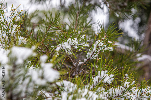 Nadelbaum Winter