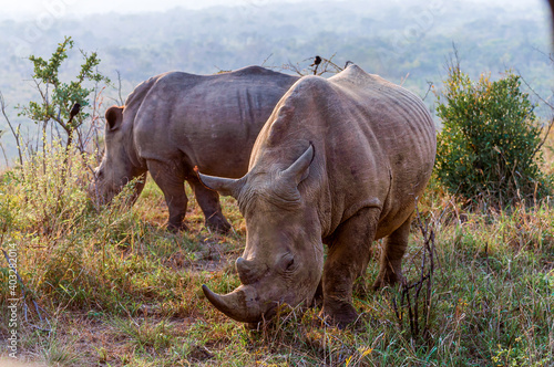 Two rhinos grazing grass in the savannah at golden hour. Hluhluwe Imfolozi Park and Game Reserve, KwaZulu Natal, South Africa