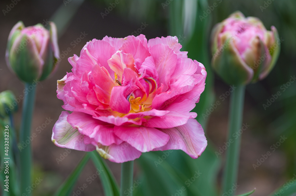Obraz premium Flowers in my garden