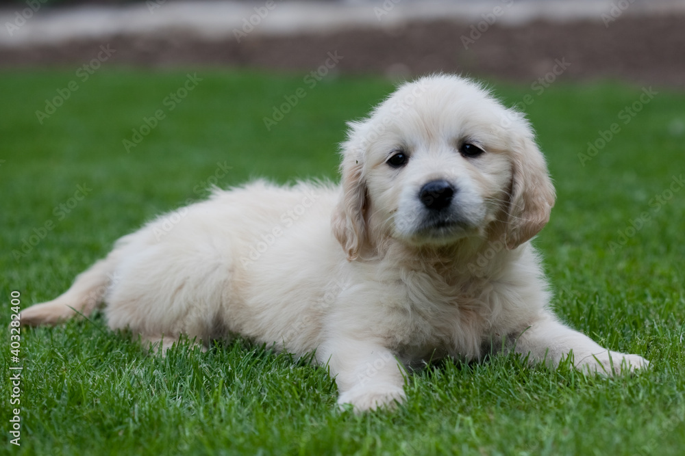 Female Golden Retriever puppy on her first day at home. Female Golden Retriever puppy on her first day at home.