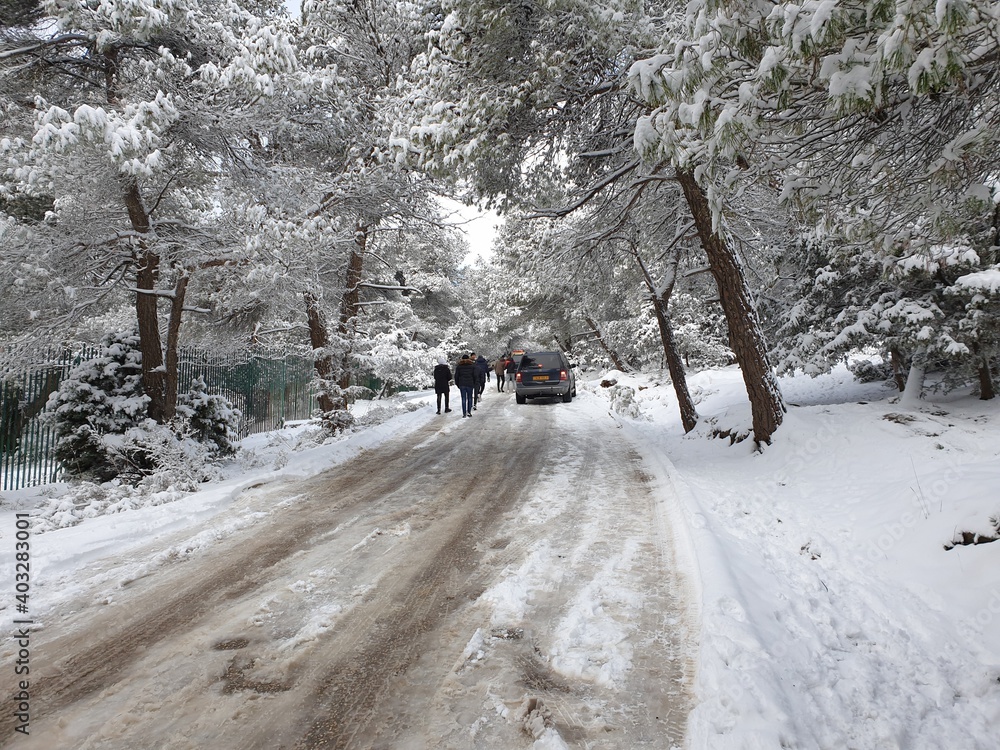 Snow falls in the forest of the city of Tiaret