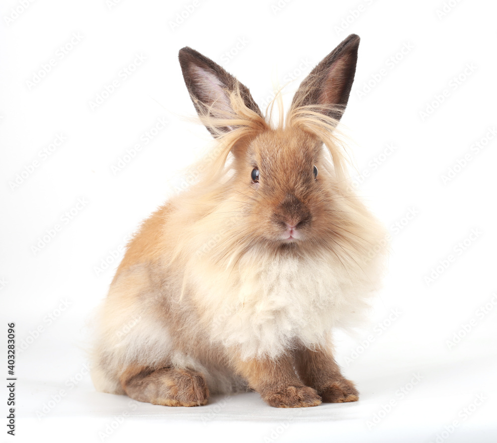 Brown little rabbit, adorable young bunny on white backround Brown little rabbit, adorable young bunny on white backround