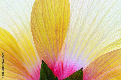 Yellow Hibiscus flower form back side  macro close up. Yellow Hibiscus petals bottom view  closeup.