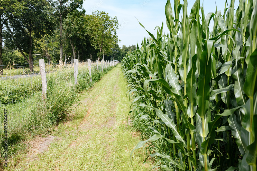 path next to the cornfield and a fence path next to the cornfield and a fence