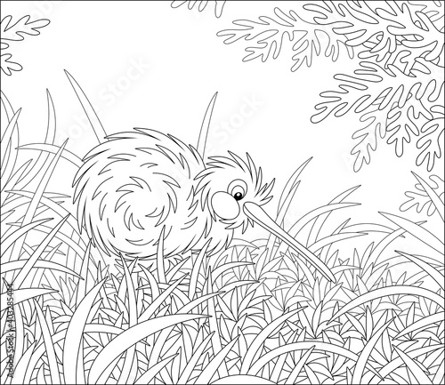 Amusing flightless New Zealand kiwi bird with shaggy feathers and a long bill walking among tall grass, black and white outline vector cartoon illustration for a coloring book page