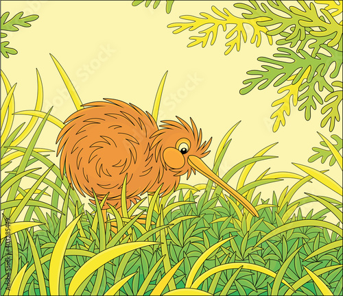 Amusing flightless New Zealand kiwi bird with shaggy feathers and a long bill walking among tall green grass, vector cartoon illustration