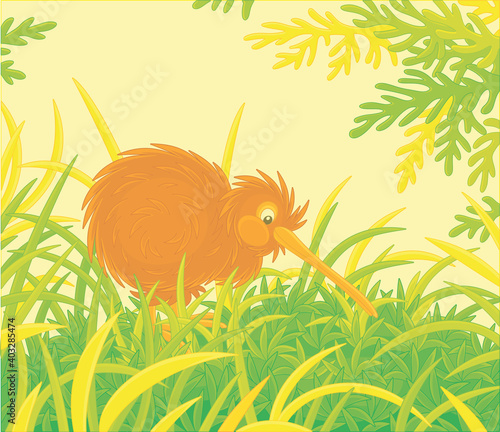 Amusing flightless New Zealand kiwi bird with shaggy feathers and a long bill walking among tall green grass, vector cartoon illustration