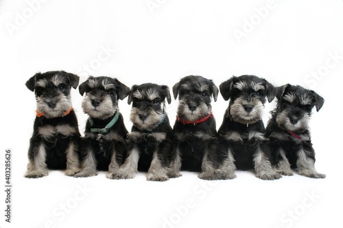 six puppies schnauzer miniature