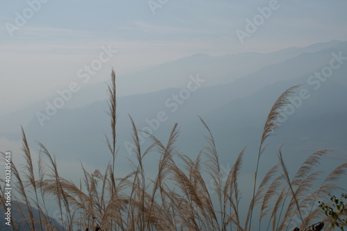 reeds in the morning