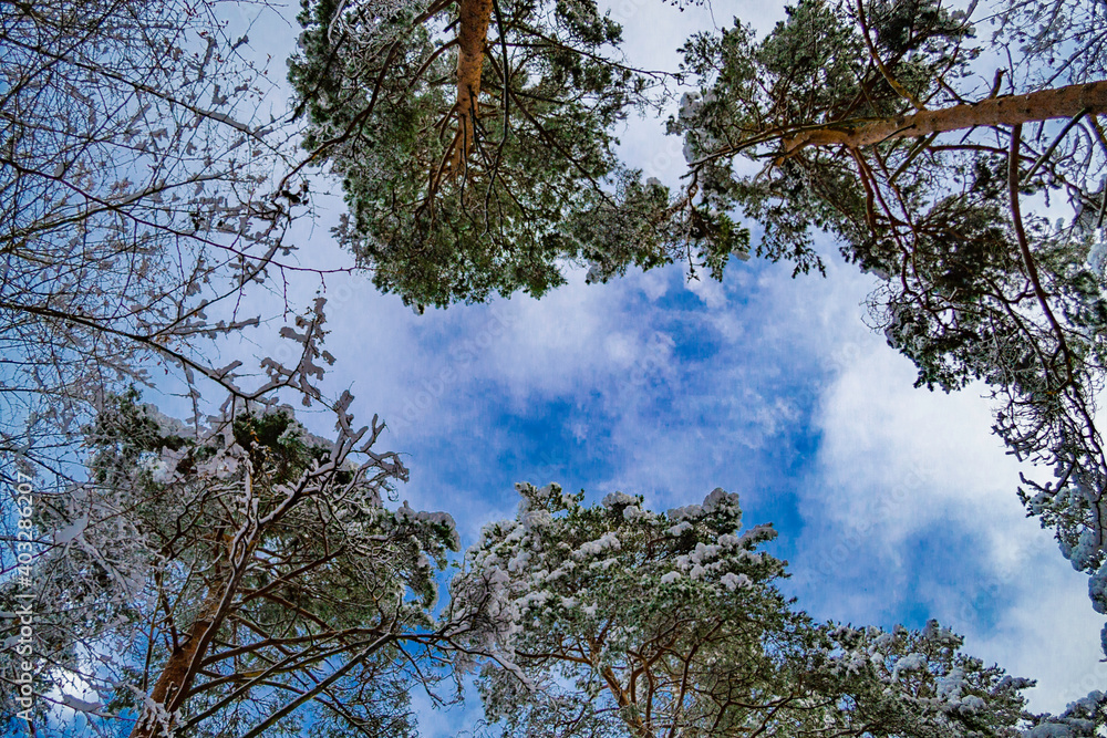 The tops of the trees in the snow. Winter landscape in Latvia. Snow covered tree branches in forest. Place for text, copy space. Bottom view. The tops of the trees in the snow. Winter landscape in Latvia. Snow covered tree branches in forest. Place for text, copy space. Bottom view.