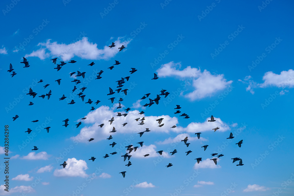 Fototapeta premium Krähenschwarm am Himmel