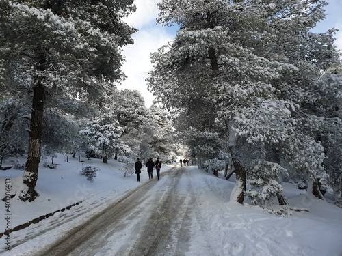 Snow falls in the forest of the city of Tiaret