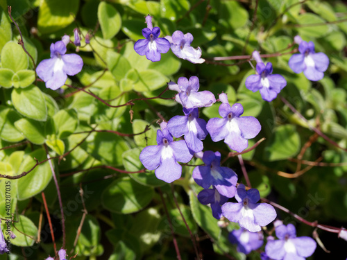 Fototapeta Naklejka Na Ścianę i Meble -  
Touffe retombante de fleurs bleu lavande de Primevère du Cap (Streptocarpus saxorum)
