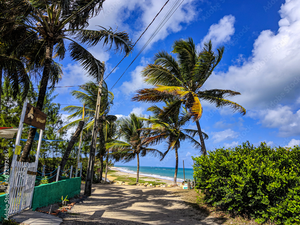 Fototapeta premium palm trees on beatiful beach