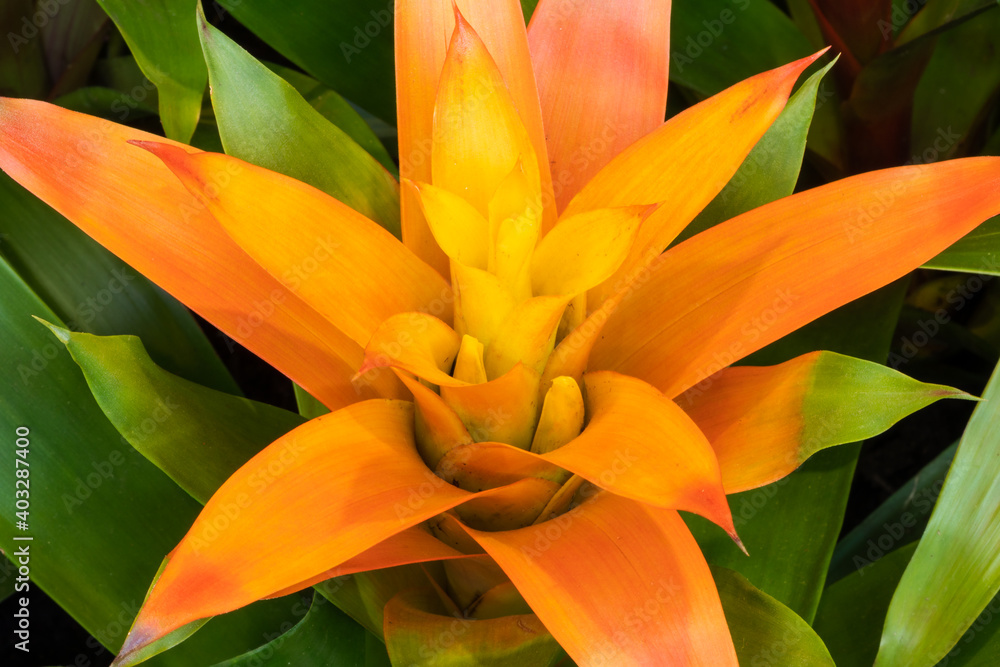 Fototapeta premium Blühende Bromelie