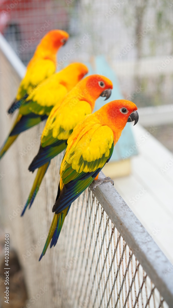 Obraz premium Orange love bird, three color lovely parrot in bird cage. Wing pet with colorful feather stay in white steel house.