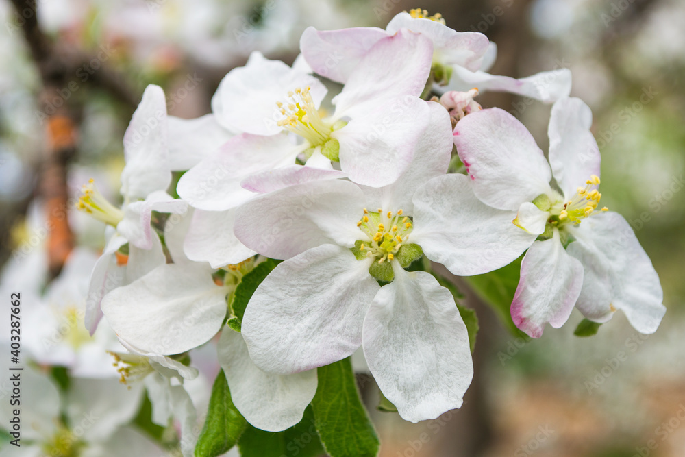 White flowers of an apple tree close-up. Shallow depth of field.