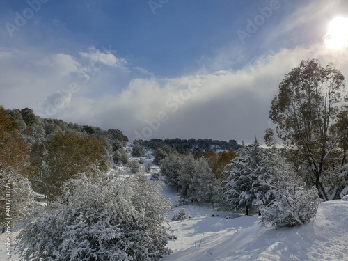 Snow falls in the forest of the city of Tiaret photo