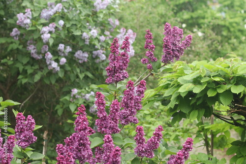 Fliederblüte