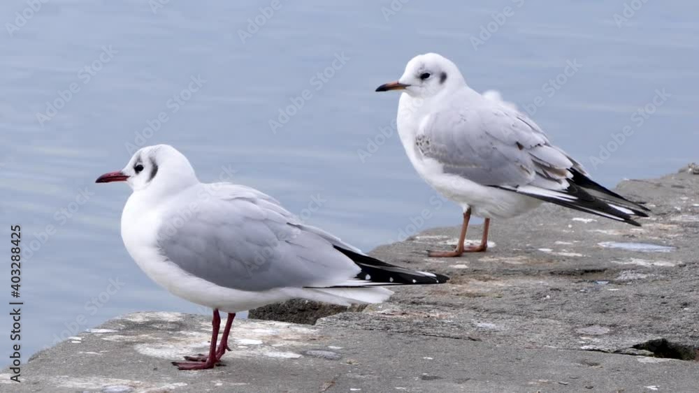 Multiple Seagulls in Switzerland standing near the lake of Zurich Multiple Seagulls in Switzerland standing near the lake of Zurich
