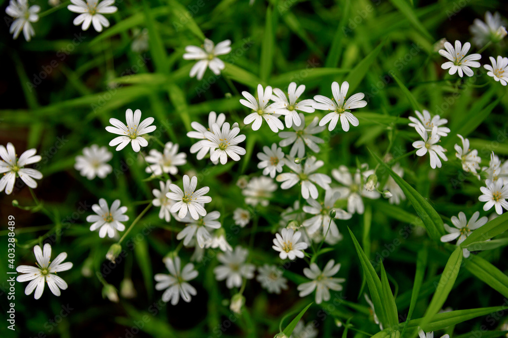Texture of little white spring flowers of asterisk on a green grass background. Texture of little white spring flowers of asterisk on a green grass background.
