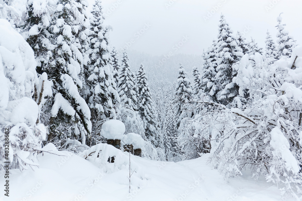 Obraz premium Footpath in white snow in a forest of green pines and firs covered with snow mountain view
