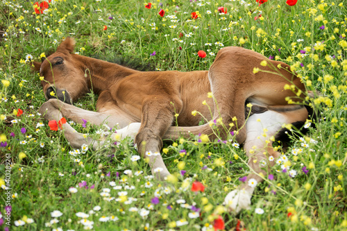 Fotografia Andalusian foal sleeping among poppies