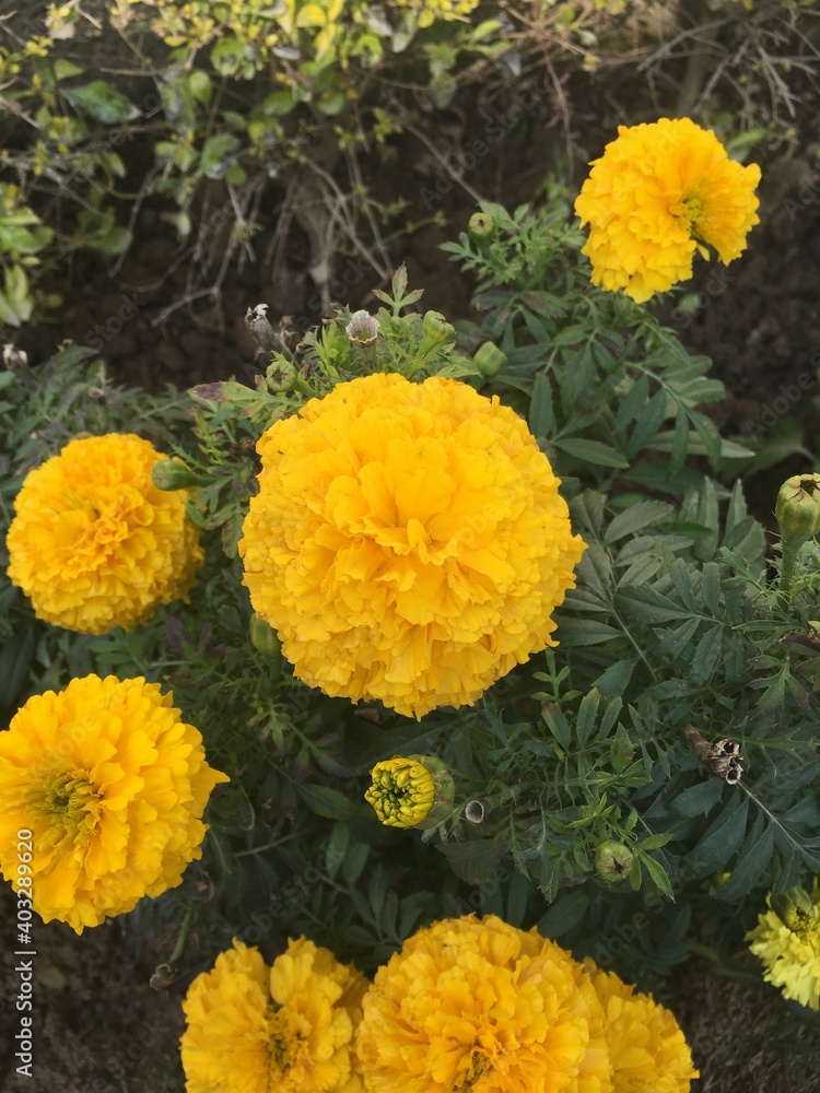 Marigold yellow flowers in garden Marigold yellow flowers in garden
