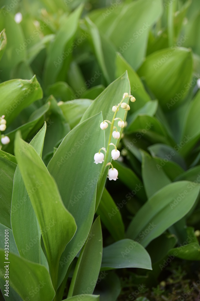 A lily of the valley flower blooming A lily of the valley flower blooming