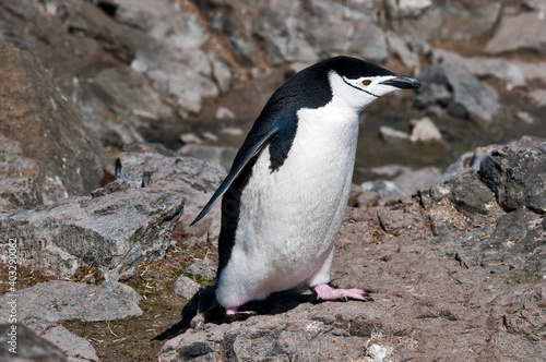 pingwin © rubbersoulroad