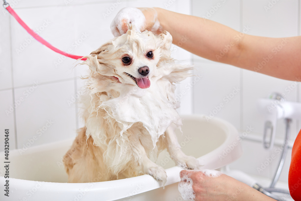 Φωτογραφία pet in grooming salon, domestic animal get shower, domestic animal get beauty procedures in beauty salon for dogs