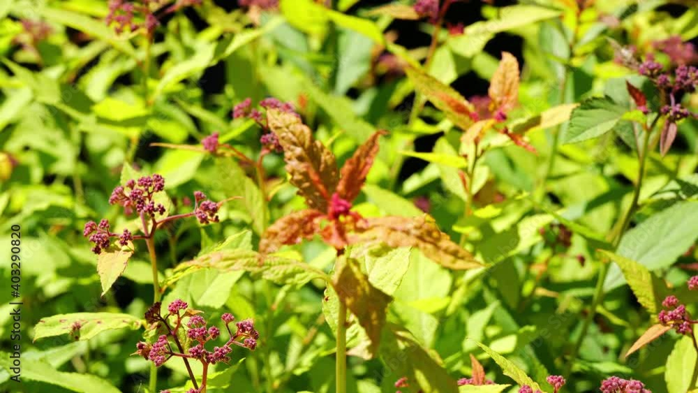 Japanese spiraea or meadowsweet or Korean spiraea, rosaceae spiraea japonica, in garden with green leaves and pink buds on a sunny day. Closeup footage clip with focus shift and zoom in. Japanese spiraea or meadowsweet or Korean spiraea, rosaceae spiraea japonica, in garden with green leaves and pink buds on a sunny day. Closeup footage clip with focus shift and zoom in.