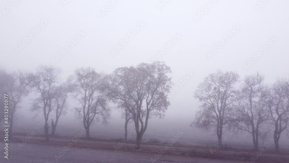 Autumnal view of dirt road through fields, lined with old trees and vanishing into the fog. Low aerial orbit. Autumnal view of dirt road through fields, lined with old trees and vanishing into the fog. Low aerial orbit.