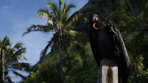 Closer view of the petrel on the pitcairn island photo