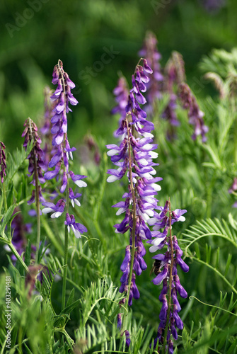 Vicia cracca  tufted vetch  cow vetch  bird vetch  blue vetch  boreal vetch 