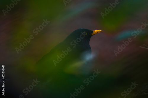 bird on the branch
