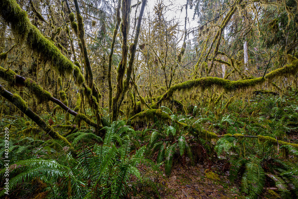 Hoh Rainforest, Olympic National Park, WA Hoh Rainforest, Olympic National Park, WA