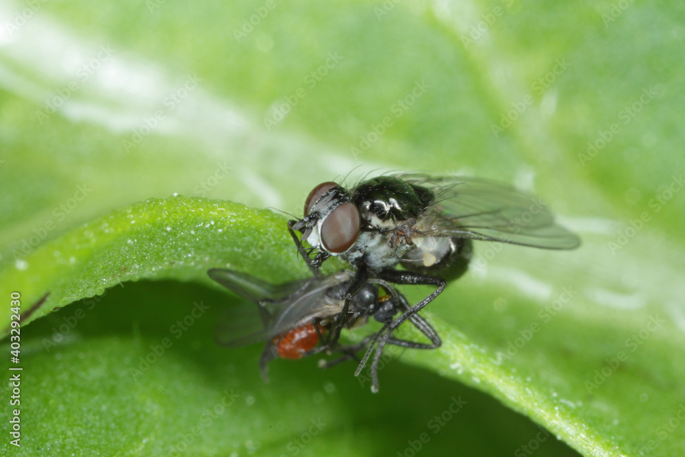 Predatory fly with a hunted prey on a green leaf. High magnification. Predatory fly with a hunted prey on a green leaf. High magnification.